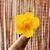 Pinza Flor