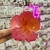 Pinza Hawaiana en internet