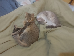 Banner de la categoría Alimento para gato