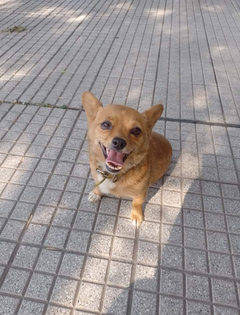 Banner de la categoría Alimento para perro cachorro