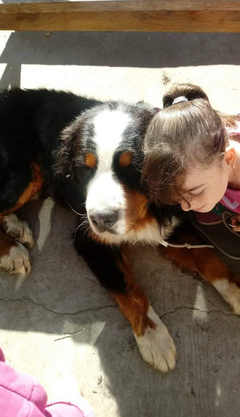 Banner de la categoría Alimento para perro adulto