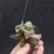 Star Wars - Mestre Yoda Figure - Embaixada Geek