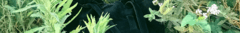 Banner de la categoría DESCARNES