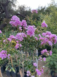 Crespón Rosado