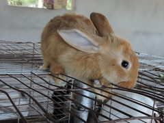 Conejos
