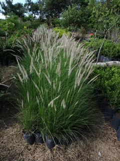 Pennisetum Rupelli - comprar online