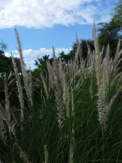 Pennisetum Rupelli