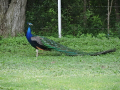 Pavo Real - comprar online