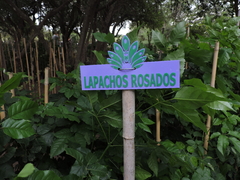 Lapachos Rosados - comprar online