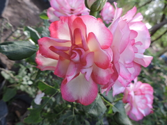 Rosa de Pie Bajo - comprar online