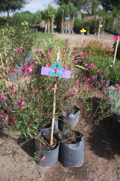 Gaura - comprar online