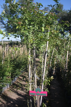 Rosa Trepadora