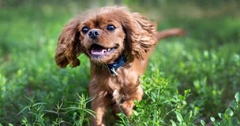 Banner da categoria CÃES 