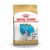 Royal Canin Perro Jack russell puppy