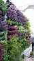 Jardines Verticales
