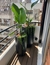 Plantas en Macetas Rotomoldeadas y Fibrocemento - comprar online