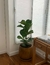 Plantas en Macetas Rotomoldeadas y Fibrocemento