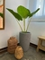 Plantas en Macetas Rotomoldeadas y Fibrocemento - comprar online