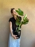 Monstera Maceta Premium