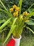 Orquídea Cymbidium en internet