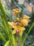 Orquídea Cymbidium - comprar online