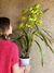 Orquídea Cymbidium