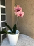 Orquídea Phaleanopsis en internet