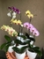 Orquídea Phaleanopsis - comprar online