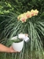 Orquídea Phaleanopsis en internet