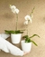 Orquídea Phaleanopsis - comprar online