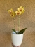 Orquídea Phaleanopsis