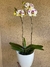 Imagen de Orquídea Phaleanopsis