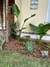 Diseñamos y parquizamos tu jardín. Realizamos sistema de riego. en internet