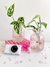 FLORERO PANAL en internet