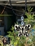 Collar Mariposa