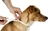 Collar antipulgas para perro en internet