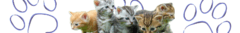 Banner de la categoría Productos