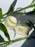 Vela Aromática 140g - Bamboo e Alecrim - comprar online
