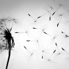Banner de la categoría Semillas