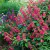Salvia Wendy - comprar online
