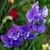Arvejilla violeta