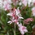 Gaura en internet