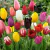 Tulipanes