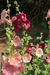 Plantines de Malva real - comprar online
