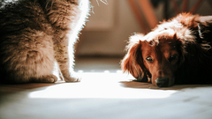 Banner da categoria Para seu pet