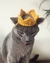 Imagen de Gorros para gatitos