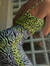 CALZA PATTERN ZEBRA FLUO