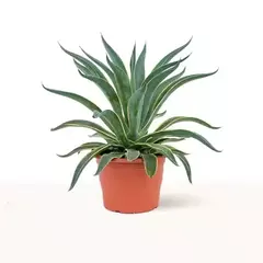 AGAVE 2