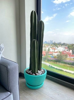 CACTUS 1