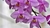orquideas
